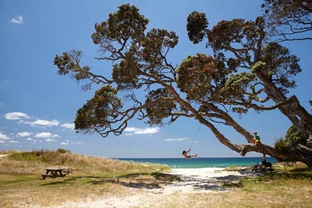 beach;beaches;child;children;coast;coastal;Coromandel;Coromandel-Peninsula;fun;happy;joy;kid;kids;kiwi-icon;kiwi-icons;kiwiana;N.I.;N.Z.;New-Zealand;NI;North-Is;North-Is.;North-Island;NZ;outdoor;outside;people;person;play;playing;Pohutukawa-Tree;Pohutukawa-Trees;rope-swing;rope-swings;shore;summer;swing;swinging;swings;Waikato;Whangapoua;Whangapoua-Beach