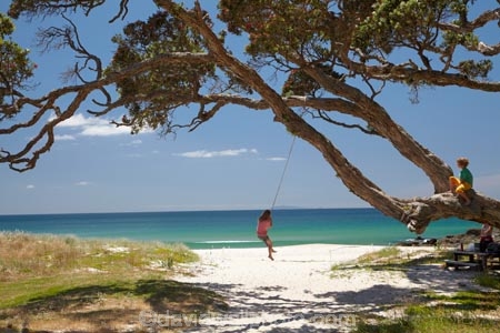 beach;beaches;child;children;coast;coastal;Coromandel;Coromandel-Peninsula;fun;happy;joy;kid;kids;kiwi-icon;kiwi-icons;kiwiana;N.I.;N.Z.;New-Zealand;NI;North-Is;North-Is.;North-Island;NZ;outdoor;outside;people;person;play;playing;Pohutukawa-Tree;Pohutukawa-Trees;rope-swing;rope-swings;shore;summer;swing;swinging;swings;Waikato;Whangapoua;Whangapoua-Beach