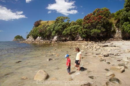 beach;beaches;boy;boys;child;children;coast;coastal;coastline;coastlines;coasts;Coromandel;Coromandel-Peninsula;crimson;families;family;flower;flowers;foreshore;Hahei;Hahei-Beach;kid;kids;little-boy;little-boys;metrosideros-excelsa;N.I.;N.Z.;New-Zealand;NI;North-Is;North-Is.;North-Island;NZ;ocean;people;person;plant;plants;pohutakawa;pohutakawas;pohutukawa;pohutukawa-flower;pohutukawa-flowers;pohutukawa-tree;pohutukawa-trees;pohutukawas;red;red-flowers;sand;sandy;sea;seas;shore;shoreline;shorelines;shores;tree;trees;Waikato;water