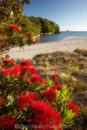 beach;beaches;coast;coastal;coastline;Cooks-Beach;Coromandel;Coromandel-Peninsula;crimson-flower;crimson-flowers;flower;flowers;Mercury-Bay;metrosideros-excelsa;N.I.;N.Z.;New-Zealand;NI;North-Is;North-Is.;North-Island;NZ;ocean;oceans;plant;plants;pohutakawa;pohutakawas;pohutukawa;pohutukawa-flower;pohutukawa-flowers;pohutukawa-tree;pohutukawa-trees;pohutukawas;red-flower;red-flowers;sand;sandy;sea;seas;shore;shoreline;summer;tree;trees;Waikato