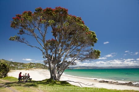 beach;beaches;coast;coastal;coastline;Coromandel;Coromandel-Peninsula;eating;flower;flowers;Kuaotunu;Kuaotunu-Beach;lunch;metrosideros-excelsa;N.I.;N.Z.;New-Zealand;NI;North-Is;North-Is.;North-Island;NZ;ocean;oceans;outdoors;picnic;picnic-area;picnic-areas;picnic-table;picnic-tables;picnics;plant;plants;pohutakawa;pohutakawas;pohutukawa;pohutukawa-flower;pohutukawa-flowers;pohutukawa-tree;pohutukawa-trees;pohutukawas;rest-area;rest-areas;sand;sandy;sea;seas;shore;shoreline;summer;tree;trees;Waikato
