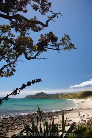 beach;beaches;coast;coastal;coastline;Coromandel;Coromandel-Peninsula;flower;flowers;Kuaotunu;Kuaotunu-West;metrosideros-excelsa;N.I.;N.Z.;New-Zealand;NI;North-Is;North-Is.;North-Island;NZ;ocean;oceans;plant;plants;pohutakawa;pohutakawas;pohutukawa;pohutukawa-flower;pohutukawa-flowers;pohutukawa-tree;pohutukawa-trees;pohutukawas;sand;sandy;sea;seas;shore;shoreline;summer;tree;trees;Waikato