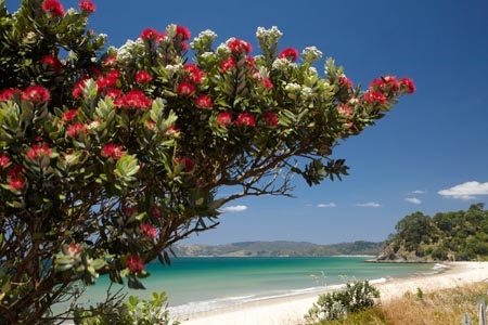 beach;beaches;coast;coastal;coastline;Coromandel;Coromandel-Peninsula;crimson-flower;cromson-flowers;flower;flowers;metrosideros-excelsa;N.I.;N.Z.;New-Chums-Beach;New-Zealand;NI;North-Is;North-Is.;North-Island;NZ;ocean;oceans;plant;plants;pohutakawa;pohutakawas;pohutukawa;pohutukawa-flower;pohutukawa-flowers;pohutukawa-tree;pohutukawa-trees;pohutukawas;red-flower;red-flowers;sand;sandy;sea;seas;shore;shoreline;summer;tree;trees;Waikato