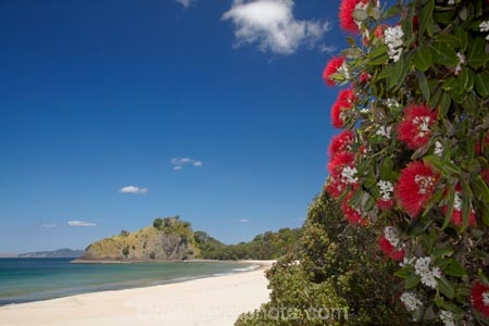 beach;beaches;coast;coastal;coastline;Coromandel;Coromandel-Peninsula;crimson-flower;cromson-flowers;flower;flowers;metrosideros-excelsa;N.I.;N.Z.;New-Chums-Beach;New-Zealand;NI;North-Is;North-Is.;North-Island;NZ;ocean;oceans;plant;plants;pohutakawa;pohutakawas;pohutukawa;pohutukawa-flower;pohutukawa-flowers;pohutukawa-tree;pohutukawa-trees;pohutukawas;red-flower;red-flowers;sand;sandy;sea;seas;shore;shoreline;summer;tree;trees;Waikato