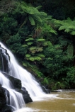 brook;calm;calmness;fern;forest;green;native-bush;natural;nature;stream;water;water-falls;waterfall;waterfalls