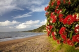 Bloom;coast;coastal;coastline;coastlines;coasts;Coromandel;Coromandel-Peninsula;crimson;flower;flowers;foreshore;metrosideros-excelsa;N.I.;N.Z.;New-Zealand;New-Zealand-Christmas-Tree;Ngarimu-Bay;NI;North-Is;North-Is.;North-Island;NZ;NZ-Christmas-Tree;ocean;plant;plants;pohutakawa;pohutakawas;pohutukawa;pohutukawa-flower;pohutukawa-flowers;Pohutukawa-Tree;pohutukawa-trees;pohutukawas;red;red-bloom;red-crimson;red-flower;red-flowers;sea;shore;shoreline;shorelines;shores;summer;Thames;Thames-Coast;Thornton-Bay;tree;trees;Waikato;water