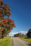 Coromandel;Coromandel-Peninsula;countryside;flower;flowers;gravel-road;gravel-roads;metal-road;metal-roads;metalled-road;metalled-roads;metrosideros-excelsa;N.I.;N.Z.;New-Zealand;NI;North-Is;North-Is.;North-Island;NZ;plant;plants;pohutakawa;pohutakawas;pohutukawa;pohutukawa-flower;pohutukawa-flowers;pohutukawa-tree;pohutukawa-trees;pohutukawas;road;roads;rural;tree;trees;Waikato