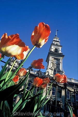flower;flowers;garden;gardens;tulip;orange;tulips;historic;historical;architecture;flemish;clock-tower