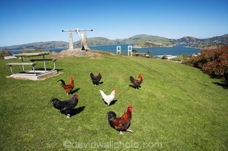 animal;animals;avian;bird;birds;chicken;chickens;chook;chooks;cock;cocks;Dunedin;Fauna;Feather;fowl;fowls;hen;hens;N.Z.;New-Zealand;NZ;Otago;Port-Chalmers;poulet;rooster;roosters;S.I.;SI;South-Is.;South-Island;Wild-Chickens