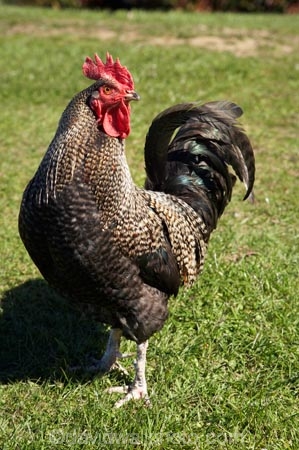 animal;animals;avian;bird;birds;chicken;chickens;chook;chooks;cock;cocks;Dunedin;Fauna;Feather;fowl;fowls;hen;hens;N.Z.;New-Zealand;NZ;Otago;Port-Chalmers;poulet;rooster;roosters;S.I.;SI;South-Is.;South-Island;Wild-Chickens