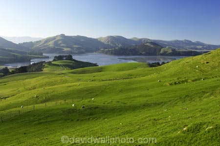 agricultural;agriculture;country;countryside;Dunedin;farm;farming;farmland;farms;field;fields;Hoopers-Inlet;meadow;meadows;N.Z.;New-Zealand;NZ;Otago;Otago-Peninsula;paddock;paddocks;pasture;pastures;rural;S.I.;SI;South-Is.;South-Island