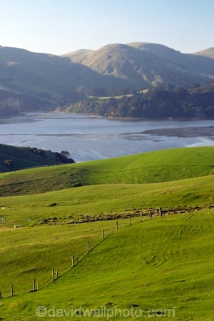agricultural;agriculture;country;countryside;Dunedin;farm;farming;farmland;farms;field;fields;Hoopers-Inlet;meadow;meadows;N.Z.;New-Zealand;NZ;Otago;Otago-Peninsula;paddock;paddocks;pasture;pastures;rural;S.I.;SI;South-Is.;South-Island