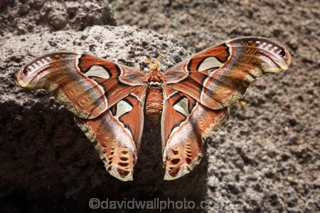 butterflies;butterfly;Discovery-World-Tropical-Forest;Dunedin;Giant-Moth;Giant-Moths;moth;moths;museum;museums;N.Z.;New-Zealand;NZ;Otago;Otago-Museum;S.I.;SI;South-Is.;South-Island;Tropcial-Butterfly-House;tropical