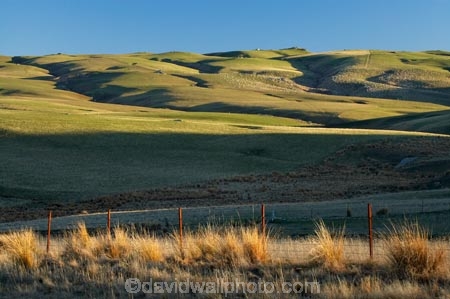 agricultural;agriculture;Animal;Animals;Central-Otago-peneplain;Clarks-Junction;country;countryside;Crowd;Crowded;Crowds;ewes;farm;Farm-animals;farming;farmland;farms;field;fields;flock;flocks;green;herbivore;herbivores;herbivorous;herd;herds;livestock;lush;mammal;mammals;meadow;meadows;mob;mobs;N.Z.;New-Zealand;NZ;Otago-peneplain;Outdoor;Outdoors;Outside;paddock;paddocks;pasture;pastures;rural;S.I.;sheep;SI;South-Is.;South-Island;stock;Strath-Taieri;uiplands;upland