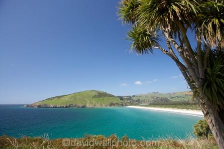 beach;beaches;Cabbage-Tree;Cabbage-Trees;coast;coastal;coastline;coastlines;coasts;Cordyline-australis;Dunedin;foreshore;Historic-Maori-Pa-Site;Mapoutahi;N.Z.;New-Zealand;NZ;ocean;oceans;Otago;Potato-Point;purakanui;Purakaunui;sand;sandy;sea;seas;shore;shoreline;shorelines;shores;South-Is;South-Is.;South-Island;water