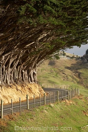 agricultural;agriculture;bend;bends;corner;corners;country;countryside;Cupressus-macrocarpa;curve;curves;driving;Dunedin;farm;farming;farmland;farms;fence;fenceline;fencelines;fences;field;fields;Highcliff-Rd;Highcliff-Rd.;Highcliff-Road;Macrocarpa;Macrocarpas;meadow;meadows;Monterey-Cypress;Monterey-Cypresss;N.Z.;New-Zealand;NZ;Otago;Otago-Peninsula;paddock;paddocks;pasture;pastures;road;road-trip;roads;rural;S.I.;SI;South-Is.;South-Island;tree;trees;trip