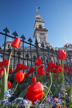 bloom;blooming;blooms;blue;building;buildings;chambers;civic-garden;civic-gardens;clear-sky;clock-tower;clocktower;council;council-garden;council-gardens;DCC;Dunedin;Dunedin-City-Council;flower;flowerbed;flowers;fresh;grow;growth;heritage;historic;historic-building;historic-buildings;historical;historical-building;historical-buildings;history;municipal;Municipal-Chambers;Municipal-Chambers-Clock-Tower;N.Z.;New-Zealand;NZ;Octagon;old;Otago;public-garden;public-gardens;red;red-tulip;red-tulips;renew;S.I.;season;seasonal;seasons;SI;sky;South-Is.;South-Island;spring;springtime;tower;towering;tradition;traditional;tulip;Tulips