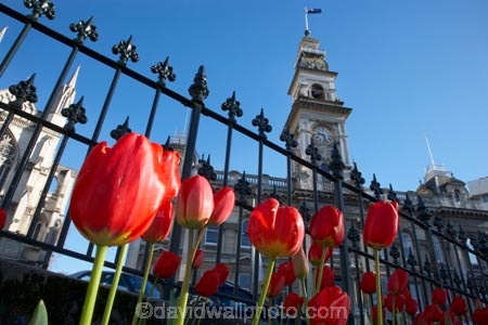 bloom;blooming;blooms;blue;building;buildings;chambers;civic-garden;civic-gardens;clear-sky;clock-tower;clocktower;council;council-garden;council-gardens;DCC;Dunedin;Dunedin-City-Council;flower;flowerbed;flowers;fresh;grow;growth;heritage;historic;historic-building;historic-buildings;historical;historical-building;historical-buildings;history;municipal;Municipal-Chambers;Municipal-Chambers-Clock-Tower;N.Z.;New-Zealand;NZ;Octagon;old;Otago;public-garden;public-gardens;red;red-tulip;red-tulips;renew;S.I.;season;seasonal;seasons;SI;sky;South-Is.;South-Island;spring;springtime;tower;towering;tradition;traditional;tulip;Tulips
