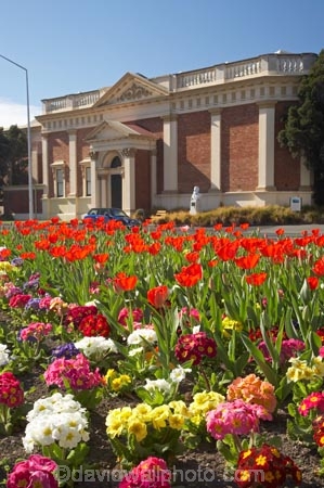 bloom;blooming;blooms;building;buildings;civic-garden;civic-gardens;council-garden;council-gardens;Dunedin;flower;flowers;fresh;grow;growth;heritage;historic;historic-building;historic-buildings;historical;historical-building;historical-buildings;history;museum;museums;N.Z.;New-Zealand;NZ;old;Otago;Otago-Early-Settlers-Museum;Otago-Settlers-Museum;polyantha;polyanthas;public-garden;public-gardens;red-tulip;red-tulips;renew;S.I.;season;seasonal;seasons;SI;South-Is.;South-Island;spring;springtime;tradition;traditional;tulip;tulips
