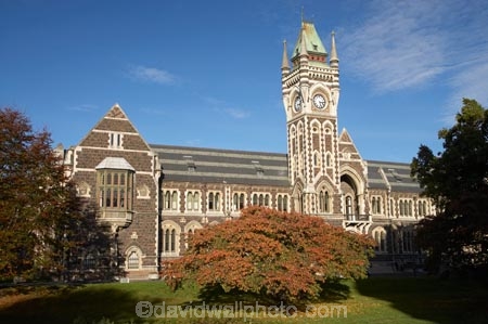 autuminal;autumn;autumn-colour;autumn-colours;autumnal;building;buildings;clock-tower;clock_tower;color;colors;colour;colours;deciduous;Dunedin;fall;heritage;historic;historic-building;historic-buildings;historical;historical-building;historical-buildings;history;leaf;leaves;N.Z.;New-Zealand;NZ;oak-leaf;oak-leaves;oak-tree;oak-trees;oaks;old;Otago;Otago-University;pin-oak;pin-oaks;registry-building;S.I.;season;seasonal;seasons;SI;South-Is.;South-Island;tradition;traditional;tree;trees;universities;university;University-of-Otago