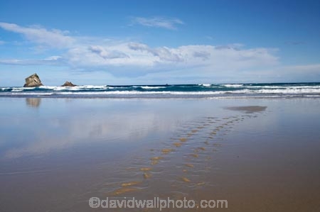 beach;beaches;calm;coast;coastal;coastline;coastlines;coasts;Dunedin;foreshore;Gull-Rocks;Lion-Rock;Lions-Head-Rock;N.Z.;New-Zealand;NZ;ocean;oceans;Otago;Otago-Peninsula;placid;quiet;reflection;reflections;S.I.;sand;Sandfly-Bay;Sandfly-Bay-Wildlife-Refuge;sandy;sea;Sea-Lion;seas;serene;shore;shoreline;shorelines;shores;SI;smooth;South-Is.;South-Island;still;surf;track;tracks;tranquil;water;wave;waves