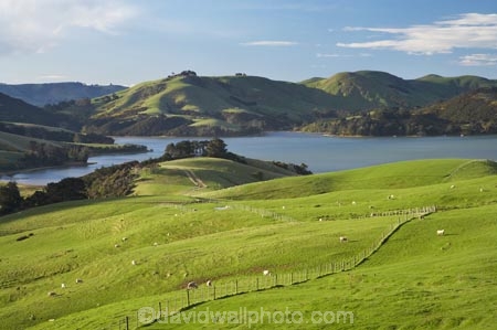 agricultural;agriculture;country;countryside;Dunedin;farm;farming;farmland;farms;fence;fence-line;fence-lines;fence_line;fence_lines;fenceline;fencelines;fences;field;fields;Hoopers-Inlet;meadow;meadows;N.Z.;New-Zealand;NZ;Otago;Otago-Peninsula;paddock;paddocks;pasture;pastures;rural;S.I.;SI;South-Is.;South-Island