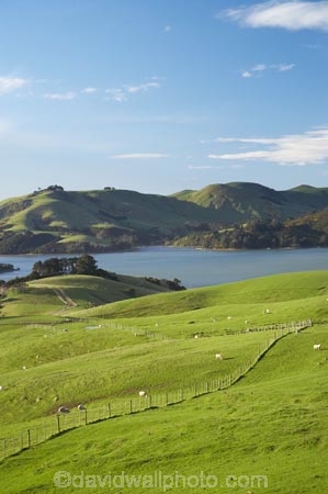 agricultural;agriculture;country;countryside;Dunedin;farm;farming;farmland;farms;fence;fence-line;fence-lines;fence_line;fence_lines;fenceline;fencelines;fences;field;fields;Hoopers-Inlet;meadow;meadows;N.Z.;New-Zealand;NZ;Otago;Otago-Peninsula;paddock;paddocks;pasture;pastures;rural;S.I.;SI;South-Is.;South-Island