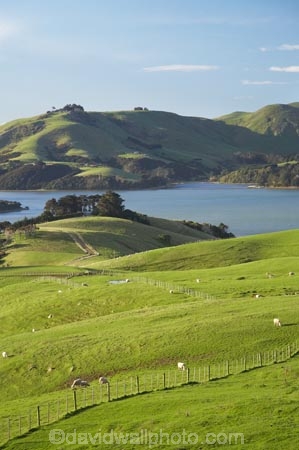 agricultural;agriculture;country;countryside;Dunedin;farm;farming;farmland;farms;fence;fence-line;fence-lines;fence_line;fence_lines;fenceline;fencelines;fences;field;fields;Hoopers-Inlet;meadow;meadows;N.Z.;New-Zealand;NZ;Otago;Otago-Peninsula;paddock;paddocks;pasture;pastures;rural;S.I.;SI;South-Is.;South-Island