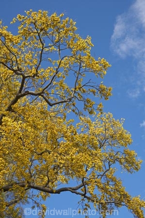 bloom;blooming;blooms;botanic-gardens;botanical-gardens;civic-garden;civic-gardens;council-garden;council-gardens;Dunedin;Dunedin-Botanic-gardens;Dunedin-Botanical-gardens;flower;flowers;fresh;grow;growth;icon;icons;Kowhai;Kowhai-Flower;Kowhai-Flowers;Kowhais;N.Z.;native;native-plants;nature;New-Zealand;new-zealand-native-plant;NZ;nz-native-plant;Otago;petal;petals;plant;public-garden;public-gardens;renew;S.I.;season;seasonal;seasons;SI;Sophora-sp.;South-Is.;South-Island;spring;springtime;stamen;symbol;symbols;tree;trees;yellow