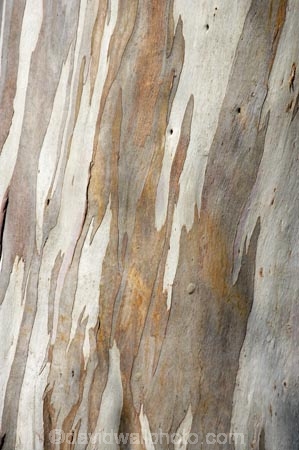Dunedin;eucalypt;eucalypts;eucalyptus;eucalytis;gum;gum-tree;gum-trees;gums;N.Z.;New-Zealand;NZ;Otago;S.I.;SI;South-Is.;South-Island;tree;tree-trunk;tree-trunks;trees
