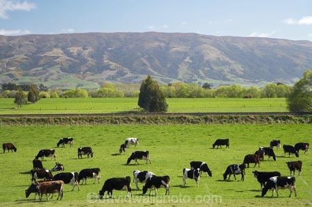 agricultural;agriculture;animal;animals;calves;cattle;country;countryside;cow;cows;dairy;dairy-cow;dairy-cows;dairy-farm;dairy-farms;Dunedin;farm;farming;farmland;farms;field;fields;fresh;grass;grassy;grow;growth;Herbivore;Herbivores;Herbivorous;Livestock;mammal;mammals;Maungatua;maungatuas;meadow;meadows;N.Z.;New-Zealand;NZ;Otago;paddock;paddocks;pasture;pastures;renew;rural;S.I.;season;seasonal;seasons;SI;South-Is.;South-Island;spring;springtime;stock;Taieri-Plain;Taieri-Plains