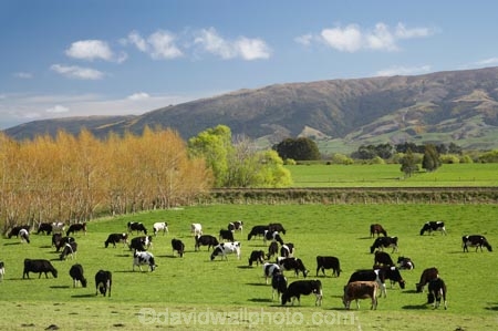 agricultural;agriculture;animal;animals;calves;cattle;country;countryside;cow;cows;dairy;dairy-cow;dairy-cows;dairy-farm;dairy-farms;Dunedin;farm;farming;farmland;farms;field;fields;fresh;grass;grassy;grow;growth;Herbivore;Herbivores;Herbivorous;Livestock;mammal;mammals;Maungatua;maungatuas;meadow;meadows;N.Z.;New-Zealand;NZ;Otago;paddock;paddocks;pasture;pastures;renew;rural;S.I.;season;seasonal;seasons;SI;South-Is.;South-Island;spring;springtime;stock;Taieri-Plain;Taieri-Plains