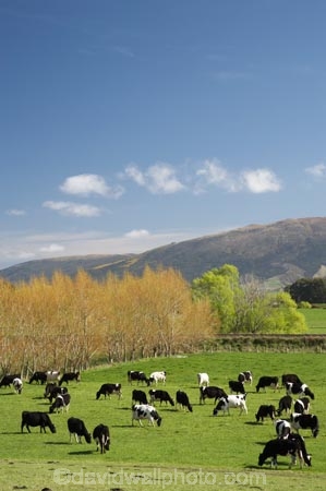 agricultural;agriculture;animal;animals;calves;cattle;country;countryside;cow;cows;dairy;dairy-cow;dairy-cows;dairy-farm;dairy-farms;Dunedin;farm;farming;farmland;farms;field;fields;fresh;grass;grassy;grow;growth;Herbivore;Herbivores;Herbivorous;Livestock;mammal;mammals;Maungatua;maungatuas;meadow;meadows;N.Z.;New-Zealand;NZ;Otago;paddock;paddocks;pasture;pastures;renew;rural;S.I.;season;seasonal;seasons;SI;South-Is.;South-Island;spring;springtime;stock;Taieri-Plain;Taieri-Plains