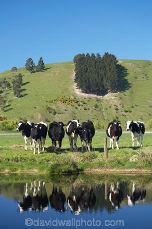 agricultural;agriculture;animal;animals;calm;calves;canal;canals;cattle;country;countryside;cow;cows;dairy;dairy-cow;dairy-cows;dairy-farm;dairy-farms;Dunedin;farm;farming;farmland;farms;field;fields;fresh;grass;grassy;grow;growth;Henley;Herbivore;Herbivores;Herbivorous;Livestock;mammal;mammals;meadow;meadows;N.Z.;New-Zealand;NZ;Otago;paddock;paddocks;pasture;pastures;placid;quiet;reflection;reflections;renew;rural;S.I.;season;seasonal;seasons;serene;SI;smooth;South-Is.;South-Island;spring;springtime;still;stock;Taieri-Plain;Taieri-Plains;tranquil;water