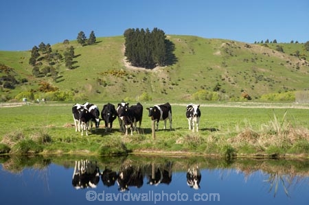 agricultural;agriculture;animal;animals;calm;calves;canal;canals;cattle;country;countryside;cow;cows;dairy;dairy-cow;dairy-cows;dairy-farm;dairy-farms;Dunedin;farm;farming;farmland;farms;field;fields;fresh;grass;grassy;grow;growth;Henley;Herbivore;Herbivores;Herbivorous;Livestock;mammal;mammals;meadow;meadows;N.Z.;New-Zealand;NZ;Otago;paddock;paddocks;pasture;pastures;placid;quiet;reflection;reflections;renew;rural;S.I.;season;seasonal;seasons;serene;SI;smooth;South-Is.;South-Island;spring;springtime;still;stock;Taieri-Plain;Taieri-Plains;tranquil;water