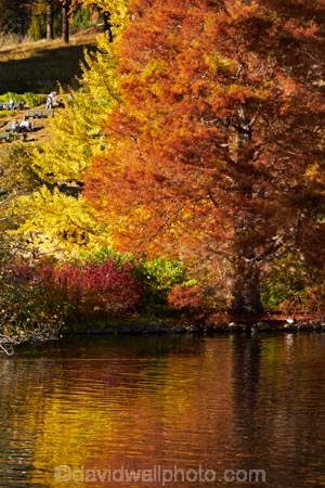 autuminal;autumn;autumn-colour;autumn-colours;autumn-tree;autumn-trees;autumnal;Botanic-Garden;Botanic-Gardens;Botanical-Garden;Botanical-Gardens;calm;city-garden;city-gardens;color;colors;colour;colours;council-garden;council-gardens;deciduous;duck-pond;duck-ponds;Dunedin;Dunedin-Botanic-Garden;Dunedin-Botanic-Gardens;Dunedin-Botanical-Garden;Dunedin-Botanical-Gardens;Dunedin-Gardens;fall;garden;gardens;leaf;leaves;N.Z.;New-Zealand;North-Dunedin;NZ;Otago;placid;plant;plants;pond;ponds;quiet;reflection;reflections;S.I.;season;seasonal;seasons;serene;SI;smooth;South-Is;South-Is.;South-Island;Sth-Is;still;tranquil;tree;trees;water