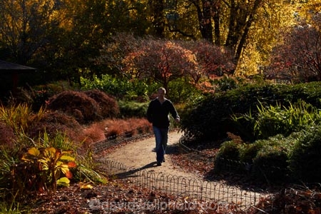 autuminal;autumn;autumn-colour;autumn-colours;autumn-tree;autumn-trees;autumnal;Botanic-Garden;Botanic-Gardens;Botanical-Garden;Botanical-Gardens;city-garden;city-gardens;color;colors;colour;colours;council-garden;council-gardens;deciduous;Dunedin;Dunedin-Botanic-Garden;Dunedin-Botanic-Gardens;Dunedin-Botanical-Garden;Dunedin-Botanical-Gardens;Dunedin-Gardens;fall;garden;gardens;leaf;leaves;N.Z.;New-Zealand;North-Dunedin;NZ;Otago;people;person;plant;plants;S.I.;season;seasonal;seasons;SI;South-Is;South-Is.;South-Island;Sth-Is;tree;trees