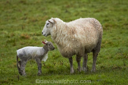 agricultural;agriculture;Animal;Animals;baby-sheep;country;countryside;Dunedin;ewes;farm;Farm-animals;farming;farmland;farms;field;fields;fresh;grass;green;grow;growth;herbivore;herbivores;herbivorous;lamb;lambs;livestock;mammal;mammals;meadow;meadows;N.Z.;New-Zealand;NZ;Otago;Outdoor;Outdoors;Outside;paddock;paddocks;pasture;pastures;renew;rural;S.I.;season;seasonal;seasons;Sheep;SI;South-Is.;South-Island;spring;springtime;stock;wet;white;wool;woolly;wooly