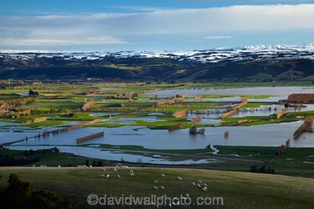 agricultural;agriculture;Allanton;animals;bad-weather;country;countryside;crop;crops;deluge;domestic-stock;Dunedin;extreme-weather;farm;farm-animals;farming;farmland;farms;field;fields;flood;flood-water;flood-waters;flooded-Taieri-River;flooding;floods;floodwater;floodwaters;high-water;horticulture;inundate;Maungatua;Maungatuas;meadow;meadows;Mosgiel;N.Z.;New-Zealand;NZ;on-flood;Otago;paddock;paddocks;pasture;pastures;river;rivers;rural;S.I.;sheep;shelter-belt;shelter-belts;shelter_belt;shelter_belts;shelterbelt;shelterbelts;SI;snow;snowy;South-Is;South-Is.;South-Island;Sth-Is;stock;swollen-river;Taieri;Taieri-Plain;Taieri-Plains;Taieri-River;Taieri-River-in-flood;The-Maungatua-Range;The-Maungatuas;water;weather;wet;wind-break;wind-breaks;wind_break;wind_breaks;windbreak;windbreaks;winter;wintery