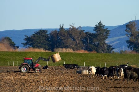 agricultural;agriculture;animal;animals;cattle;country;countryside;cow;cows;dairy;dairy-cow;dairy-cows;dairy-farm;dairy-farms;Dunedin;farm;farming;farmland;farms;feeding-out;field;fields;hay;hay-bale;hay-bales;Herbivore;Herbivores;Herbivorous;Livestock;mammal;mammals;meadow;meadows;N.Z.;New-Zealand;NZ;Otago;paddock;paddocks;pasture;pastures;rural;S.I.;SI;South-Is;South-Island;stock;straw;Taieri-Plain;Taieri-Plains;tractor;tractors;winter-feed