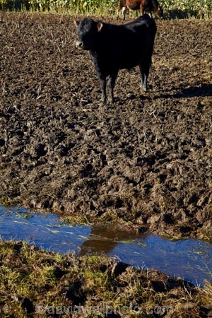 agricultural;agriculture;animal;animals;brook;brooks;cattle;country;countryside;cow;cows;creek;creeks;drain;drainage-channel;drainage-channels;drainage-ditch;drainage-ditches;drains;Dunedin;farm;farming;farmland;farms;feeding-out;field;fields;Herbivore;Herbivores;Herbivorous;Livestock;mammal;mammals;meadow;meadows;N.Z.;New-Zealand;NZ;Otago;paddock;paddocks;pasture;pastures;pugged;pugged-pastured;pugging;riparian-area;riparian-areas;riparian-buffer;riparian-buffer-zone;riparian-buffer-zones;riparian-buffers;riparian-strip;riparian-strips;riparian-zone;riparian-zones;runoff;rural;S.I.;SI;South-Is;South-Island;stock;stock-pugging;stream;streams;Taieri-Plain;Taieri-Plains;water;watercourse;watercouses;waterway;waterways;winter-feed