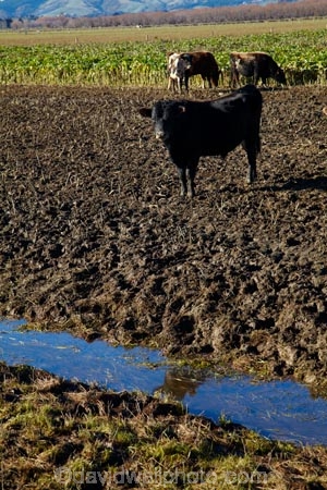 agricultural;agriculture;animal;animals;brook;brooks;cattle;country;countryside;cow;cows;creek;creeks;drain;drainage-channel;drainage-channels;drainage-ditch;drainage-ditches;drains;Dunedin;farm;farming;farmland;farms;feeding-out;field;fields;Herbivore;Herbivores;Herbivorous;Livestock;mammal;mammals;meadow;meadows;N.Z.;New-Zealand;NZ;Otago;paddock;paddocks;pasture;pastures;pugged;pugged-pastured;pugging;riparian-area;riparian-areas;riparian-buffer;riparian-buffer-zone;riparian-buffer-zones;riparian-buffers;riparian-strip;riparian-strips;riparian-zone;riparian-zones;runoff;rural;S.I.;SI;South-Is;South-Island;stock;stock-pugging;stream;streams;Taieri-Plain;Taieri-Plains;water;watercourse;watercouses;waterway;waterways;winter-feed