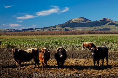 agricultural;agriculture;animal;animals;cattle;country;countryside;cow;cows;Dunedin;farm;farming;farmland;farms;feeding-out;field;fields;Herbivore;Herbivores;Herbivorous;Livestock;mammal;mammals;meadow;meadows;N.Z.;New-Zealand;NZ;Otago;paddock;paddocks;pasture;pastures;riparian-area;riparian-areas;riparian-buffer;riparian-buffer-zone;riparian-buffer-zones;riparian-buffers;riparian-strip;riparian-strips;riparian-zone;riparian-zones;rural;S.I.;SI;South-Is;South-Island;stock;Taieri-Plain;Taieri-Plains;winter-feed