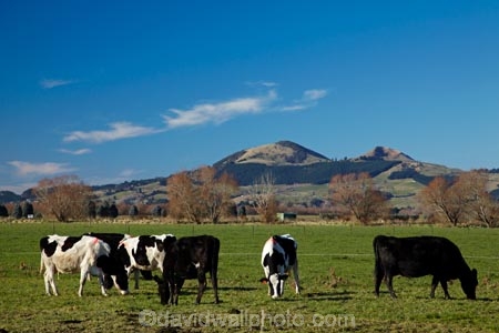 agricultural;agriculture;animal;animals;cattle;country;countryside;cow;cows;dairy;dairy-cow;dairy-cows;dairy-farm;dairy-farms;Dunedin;farm;farming;farmland;farms;field;fields;Herbivore;Herbivores;Herbivorous;Livestock;mammal;mammals;meadow;meadows;N.Z.;New-Zealand;NZ;Otago;paddock;paddocks;pasture;pastures;rural;S.I.;Saddle-Hill;SI;South-Is;South-Island;stock;Taieri-Plain;Taieri-Plains
