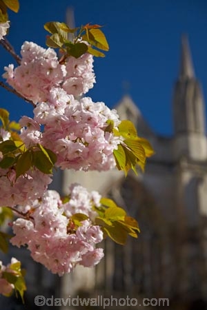 Anglican;bloom;blooming;blooms;blossom;blossoming;blossoms;building;buildings;cathedral;cathedrals;christian;christianity;church;churches;civic-garden;civic-gardens;council-garden;council-gardens;dark;Dunedin;faith;flower;flowers;fresh;grow;growth;heritage;historic;historic-building;historic-buildings;historical;historical-building;historical-buildings;history;N.Z.;New-Zealand;NZ;Octagon;old;Otago;pink-blossom;pink-blossoms;place-of-worship;places-of-worship;public-garden;public-gardens;religion;religions;religious;renew;S.I.;Saint-Pauls-Cathedral;Saint-Pauls-Cathedral;season;seasonal;seasons;SI;South-Is;South-Is.;South-Island;spire;spires;spring;springtime;St-Pauls-Cathedral;St-Pauls-Catherdral;St-Pauls-Cathedral;St-Pauls-Catherdral;St.-Pauls-Cathedral;St.-Pauls-Cathedral;steeple;steeples;Sth-Is;The-Octagon;tradition;traditional