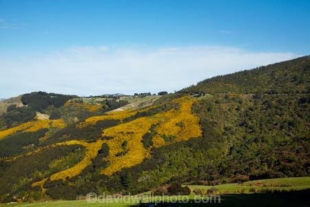 agricultural;agriculture;Bloom;common-gorse;country;countryside;Dunedin;farm;farming;farmland;farms;field;fields;flower;flowers;furze;gorse;gorse-flower;gorse-flowers;Gorse-in-Flower;horticulture;invasive-plant-species;meadow;meadows;N.Z.;native-bush;native-forest;native-forests;New-Zealand;noxious-plant;noxious-plants;noxious-weed;noxious-weeds;NZ;Otago;paddock;paddocks;pasture;pastures;pest;pests;Port-Chalmers;rural;S.I.;season;seasonal;seasons;SI;South-Is;South-Island;spring;springtime;Sth-Is;Ulex-europaeus;weed;weeds;whin;yellow;yellow-flower;yellow-flowers