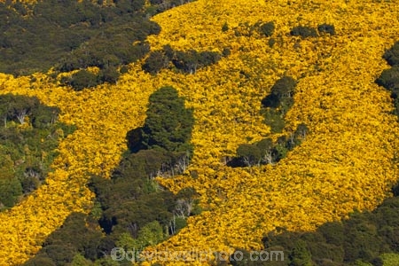 agricultural;agriculture;Bloom;common-gorse;country;countryside;Dunedin;farm;farming;farmland;farms;field;fields;flower;flowers;furze;gorse;gorse-flower;gorse-flowers;Gorse-in-Flower;horticulture;invasive-plant;invasive-plant-species;invasive-plants;meadow;meadows;N.Z.;native-bush;native-forest;native-forests;New-Zealand;noxious-plant;noxious-plants;noxious-weed;noxious-weeds;NZ;Otago;paddock;paddocks;pasture;pastures;pest;pests;Port-Chalmers;rural;S.I.;season;seasonal;seasons;SI;South-Is;South-Island;spring;springtime;Sth-Is;Ulex-europaeus;weed;weeds;whin;yellow;yellow-flower;yellow-flowers
