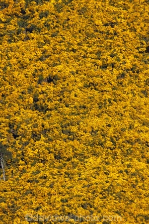 agricultural;agriculture;Bloom;common-gorse;country;countryside;Dunedin;farm;farming;farmland;farms;field;fields;flower;flowers;furze;gorse;gorse-flower;gorse-flowers;Gorse-in-Flower;horticulture;invasive-plant-species;meadow;meadows;N.Z.;New-Zealand;noxious-plant;noxious-plants;noxious-weed;noxious-weeds;NZ;Otago;paddock;paddocks;pasture;pastures;pest;pests;Port-Chalmers;rural;S.I.;season;seasonal;seasons;SI;South-Is;South-Island;spring;springtime;Sth-Is;Ulex-europaeus;weed;weeds;whin;yellow;yellow-flower;yellow-flowers