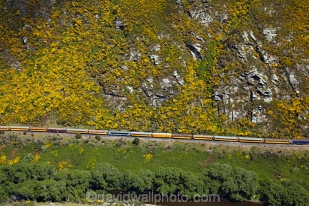 Bloom;carriage;carriages;common-gorse;country;countryside;Dunedin;excursion;furze;gorse;gorse-flower;gorse-flowers;Gorse-in-Flower;heritage;Hindon;invasive-plant-species;N.Z.;New-Zealand;noxious-plant;noxious-plants;noxious-weed;noxious-weeds;NZ;old;Otago;Passenger-Train;Passenger-Trains;rail;railroad;railroads;rails;railway;railways;river;rivers;rural;S.I.;season;seasonal;seasons;SI;South-Is;South-Is.;South-Island;spring;spring-time;spring_time;springtime;Sth-Is;Taieri;Taieri-Gorge;Taieri-Gorge-Excursion-Train;Taieri-Gorge-Train;Taieri-River;tourism;train;trains;transport;transportation;travel;Ulex-europaeus;weed;weeds;whin;yellow;yellow-flower;yellow-flowers