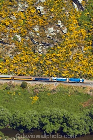 Bloom;carriage;carriages;common-gorse;country;countryside;Dunedin;excursion;furze;gorse;gorse-flower;gorse-flowers;Gorse-in-Flower;heritage;Hindon;invasive-plant-species;N.Z.;New-Zealand;noxious-plant;noxious-plants;noxious-weed;noxious-weeds;NZ;old;Otago;Passenger-Train;Passenger-Trains;rail;railroad;railroads;rails;railway;railways;river;rivers;rural;S.I.;season;seasonal;seasons;SI;South-Is;South-Is.;South-Island;spring;spring-time;spring_time;springtime;Sth-Is;Taieri;Taieri-Gorge;Taieri-Gorge-Excursion-Train;Taieri-Gorge-Train;Taieri-River;tourism;train;trains;transport;transportation;travel;Ulex-europaeus;weed;weeds;whin;yellow;yellow-flower;yellow-flowers